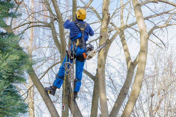 Pitman, NJ Tree Care Services Company