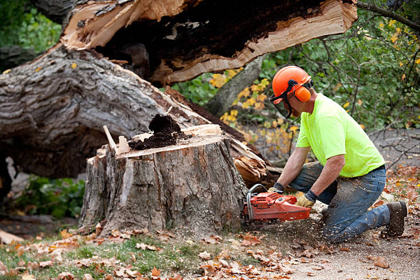 How Our Tree Care Process Works  in  Pitman, NJ